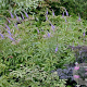Veronicastrum sibiricum GM P9 BIO