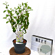 Ceanothus Henri Defosse 40-60 cm 3,0L