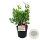 Phillyrea ang. Grand Prix 30-40 cm 6,5L
