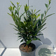 Prunus l. 'Caucasica' 40-50 cm 5,0L