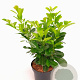 Prunus l. Etna 40-50 cm 5,0L