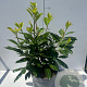 Prunus l. 'Novita' 40-50 cm 5,0L
