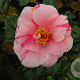 Camellia j. 'Tricolor' 40-50 cm 3,0L