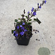 Campanula poscharskyana GM P9