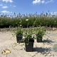 Erigeron karvinskianus GM P9