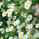 Erigeron karvinskianus GM P9