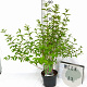 Callicarpa dich. 'Issai' 40-50 cm 3,0L met bes