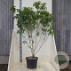 Clerodendrum trichotomum fargesii 150-175 cm 20L meerstammig