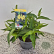 Diervilla sessilif. 'Butterfly' 25 cm 2,5L