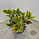 Euonymus jap. Marieke 25 cm 2,5L