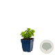 Galium odoratum GM  P11