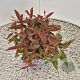 Leucothoe keiskei Burning Love 25 cm 2,5L