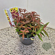 Leucothoe keiskei Burning Love 25 cm 2,5L