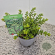 Lonicera nit. 'Maigrün' 15-20 cm C1.5