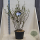 Magnolia stellata 150-175 cm 20L meerstammig