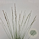Molinia caerulea 'Edith Dudszus' 60-70 cm 4,0L