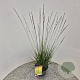Molinia caerulea 'Edith Dudszus' 60-70 cm 4,0L