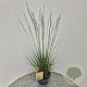 Molinia caerulea 'Heidebraut' 60-70 cm 4,0L