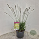 Molinia caerulea 'Moorhexe' 40-50 cm 4,0L