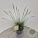 Molinia caerulea 'Moorhexe' 40-50 cm 4,0L