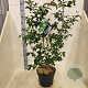 Parrotia persica 125-150 cm 10L meerstammig