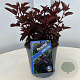 Physocarpus opulif. All Black 25-30 cm 2,0L
