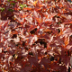 Physocarpus opulif. Little Angel 25-30 cm 2,0L