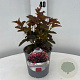 Physocarpus opulif. Little Angel 25-30 cm 2,0L