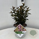 Physocarpus opulif. Tiny Wine 25-30 cm 3,0L