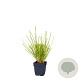 Sesleria autumnalis GM  P11