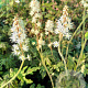 Tiarella 'Emerald Ellie' GM P9