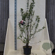 Viburnum bodn. 'Charles Lamont' 150-175 cm 10L