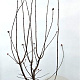 Viburnum bodn. 'Dawn' 150-175 cm 10L