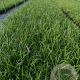 Liriope muscari 'Big Blue' GM P9
