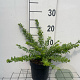 Lonicera nit. 'Maigrün' GM C1.3