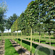 Carpinus betulus 14-16 cm draadkluit 170 cm stam schermvorm