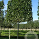 Carpinus betulus 16-18 cm draadkluit 170 cm stam schermvorm