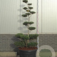 Ilex crenata 'Blondie' 175-200 cm cont. 180L bonsai