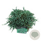 Juniperus h. Icee Blue 30-40 cm 6,5L