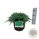 Juniperus h. Icee Blue 30-40 cm 6,5L