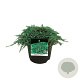 Juniperus h. Icee Blue 30-40 cm 6,5L