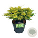 Juniperus h. 'Limeglow' 30-40 cm 6,5L