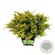 Juniperus h. 'Limeglow' 30-40 cm 6,5L