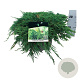 Juniperus h. 'Pancake' 30-40 cm 6,5L