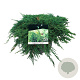 Juniperus h. 'Pancake' 30-40 cm 6,5L