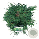 Juniperus h. 'Pancake' 30-40 cm 6,5L