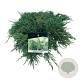 Juniperus h. 'Pancake' 30-40 cm 6,5L