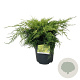 Juniperus pf. 'Pfitzeriana Aurea' 40-50 cm 6L