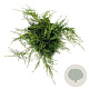 Juniperus pf. 'Pfitzeriana Aurea' 40-50 cm 6L