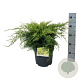 Juniperus pf. 'Pfitzeriana Aurea' 40-50 cm 6L